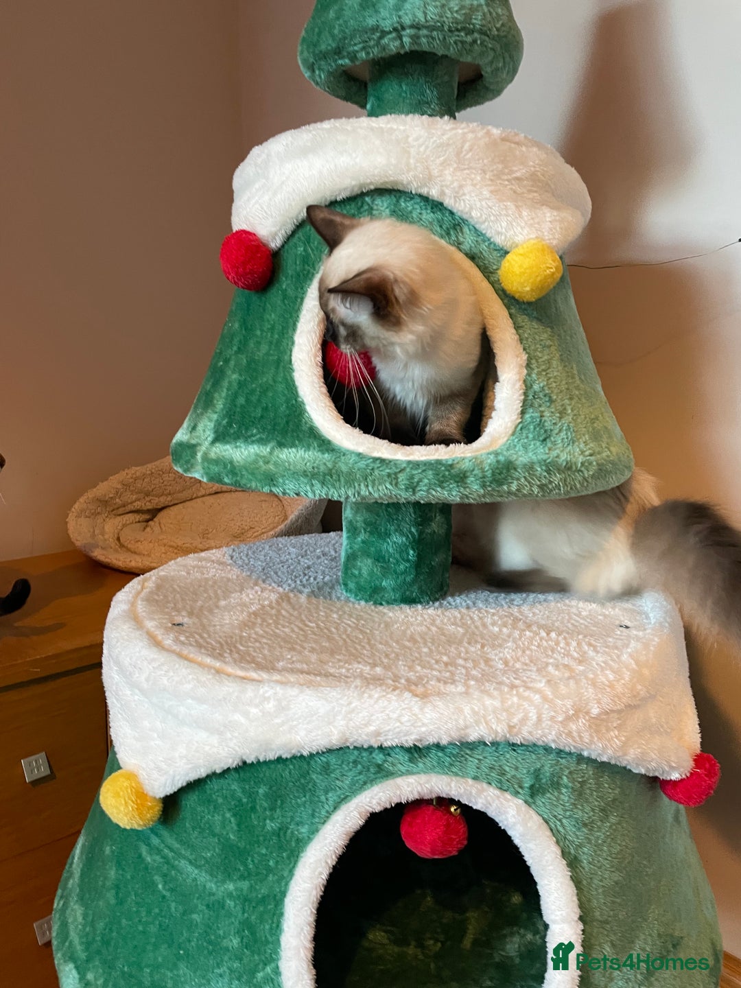 Ragdoll cats for sale: GCCF Ragdoll seal kittens, only 2 boys left - Advert 11