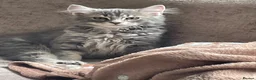 British Longhair cats for sale: Last 2 little boys  - Advert 4