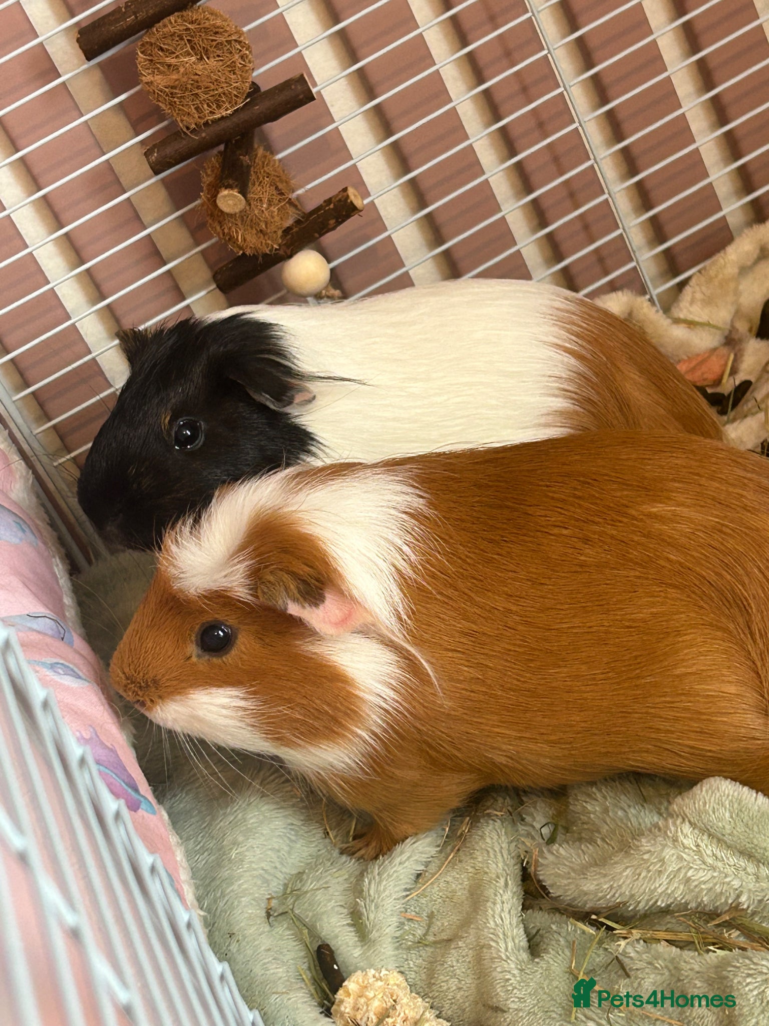 Guinea Pig rodents guinea pigs with c&c cage - Advert 17