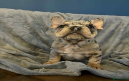 Mixed Breed dogs for sale: Beautiful spotty babies - Image 20