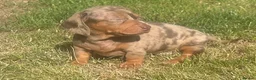 Dachshund dogs for sale: Beautiful, loving, Daschound babies - Advert 16