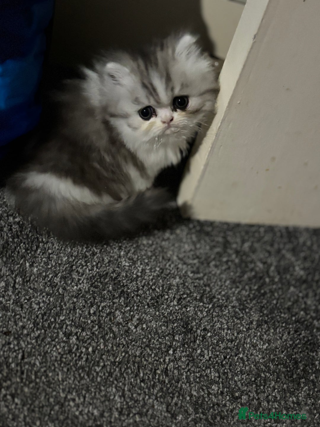 Persian cats for sale: Persian chinchilla kitten  - Image 9