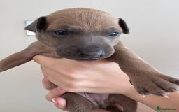 Italian Greyhound dogs for sale: Beautiful Italian Greyhound puppies for sale  - Image 19