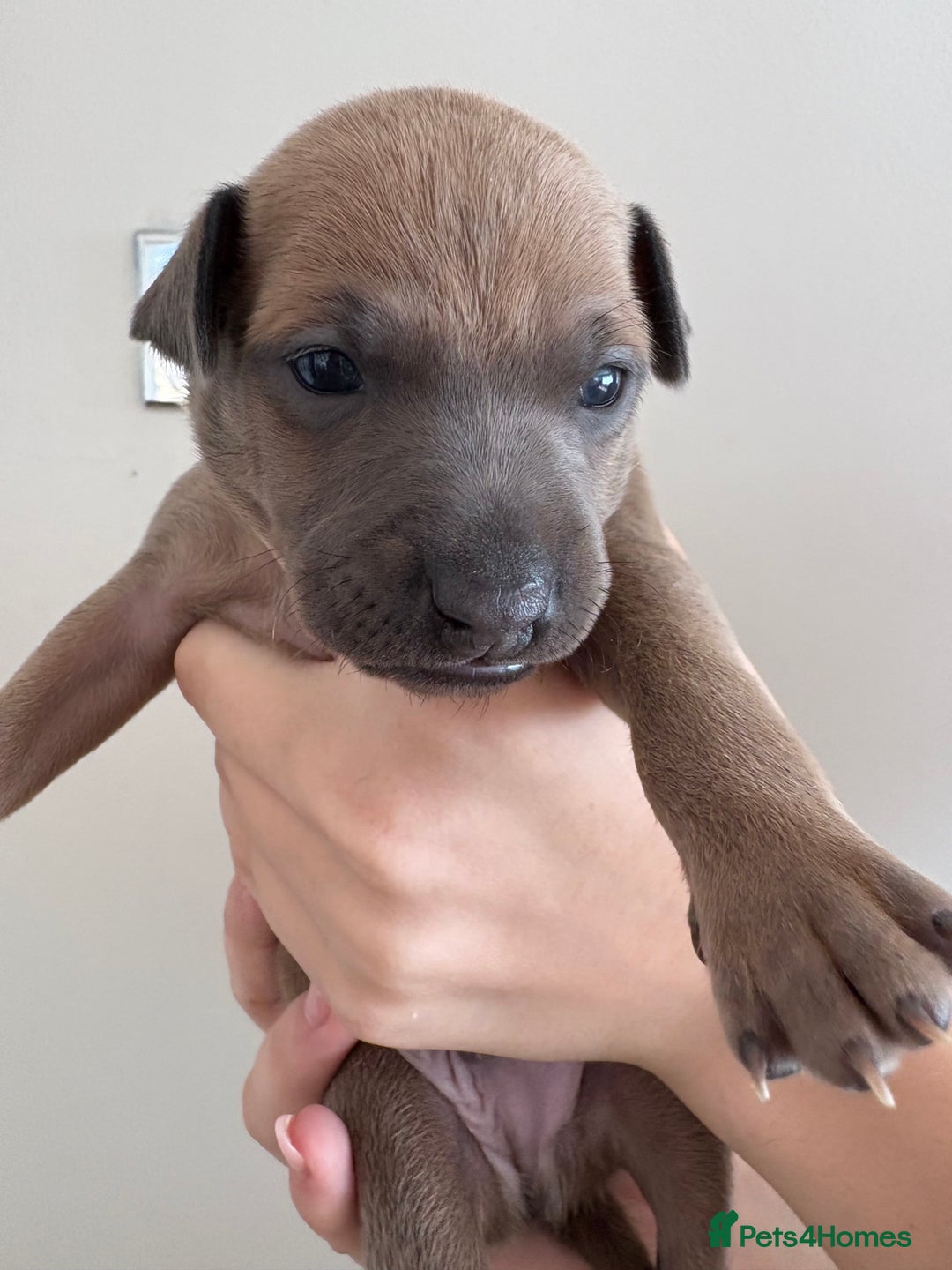 Italian Greyhound dogs for sale: Beautiful Italian Greyhound puppies for sale  - Image 19