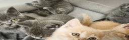 British Shorthair cats for sale: Stunning Rare Colours British Shorthair Kittens - Advert 11