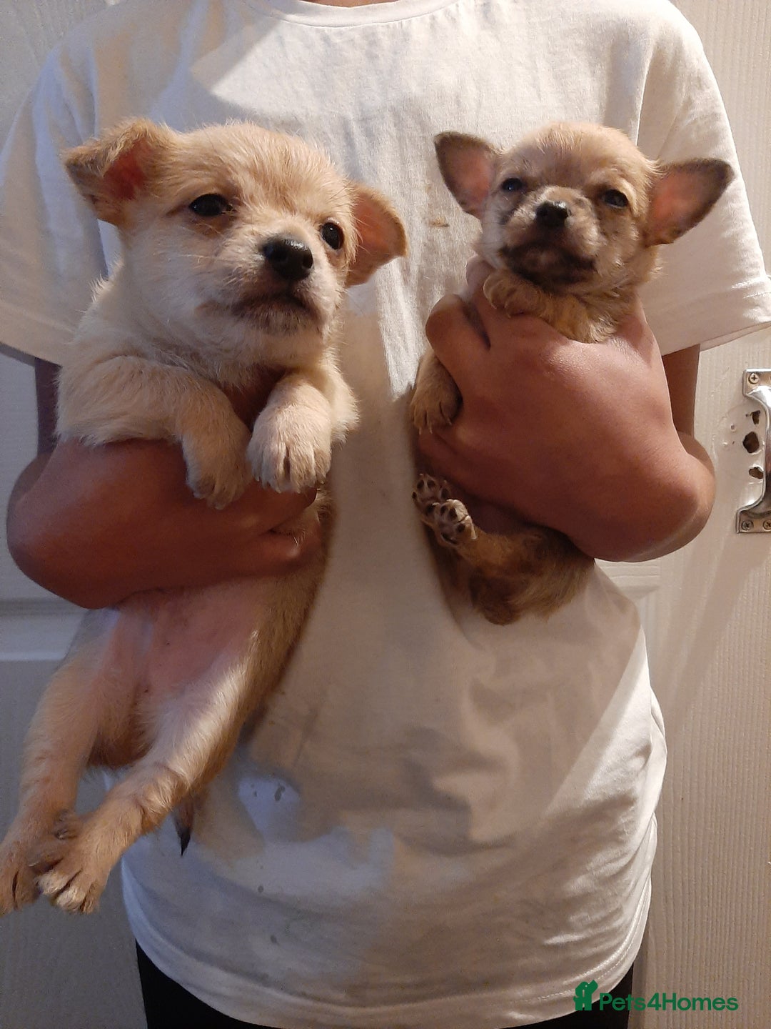 Mixed Breed dogs for sale: Oto. Male chihuahua puppies - Advert 5