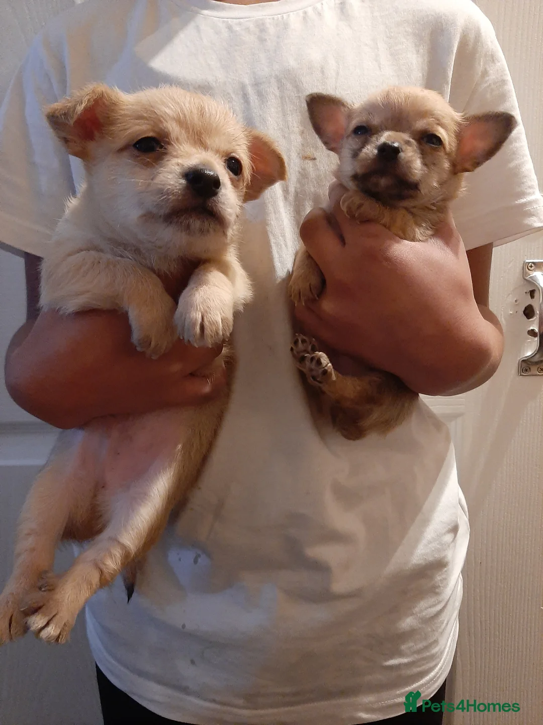 Mixed Breed dogs for sale: £650. Male chihuahua x - Advert 3