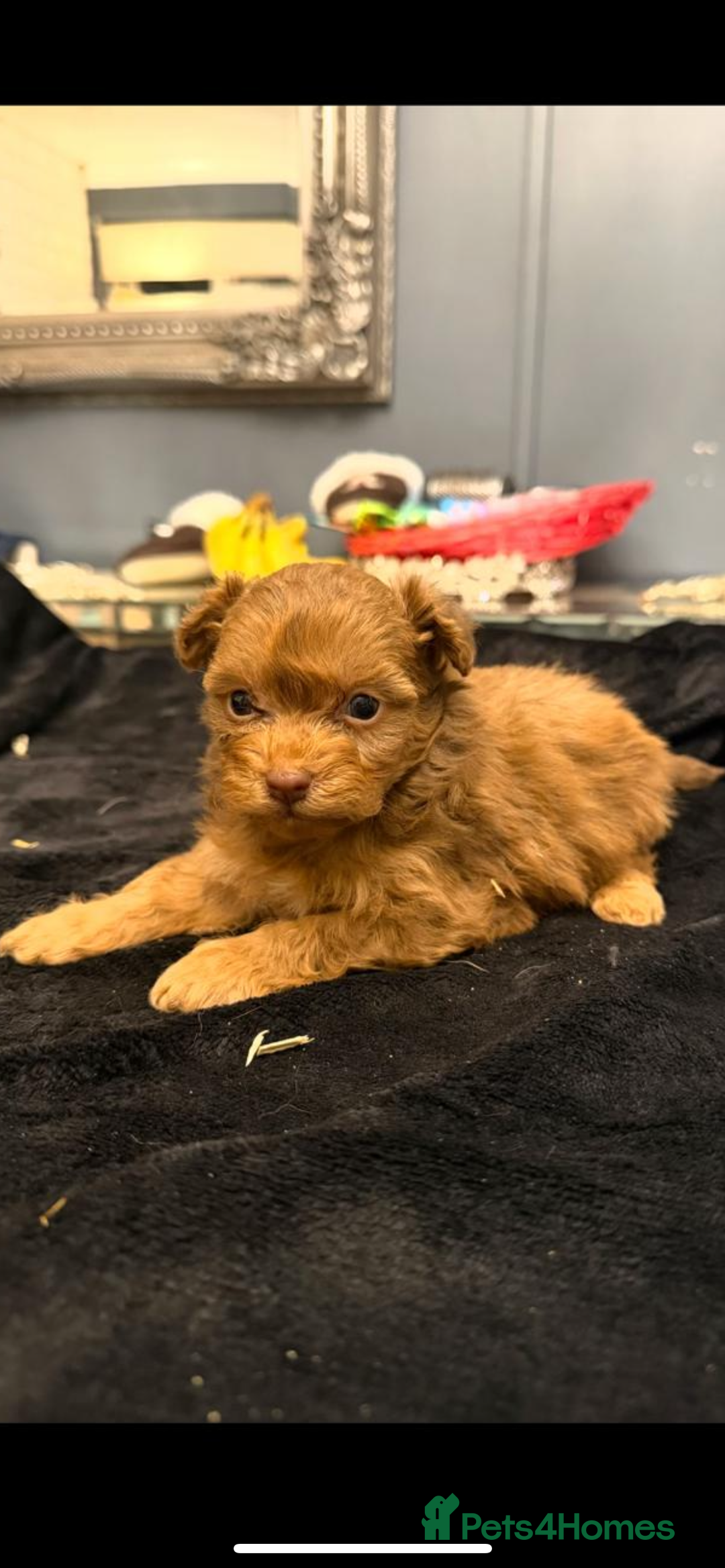 Pomapoo dogs for sale: F1 pomapoo baby’s  - Advert 9