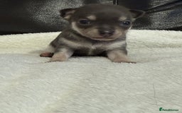 Chihuahua dogs for sale: Chihuahua Puppies - Image 3