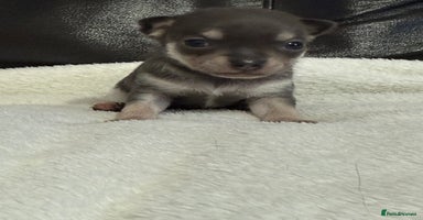 Chihuahua dogs - Advert 7