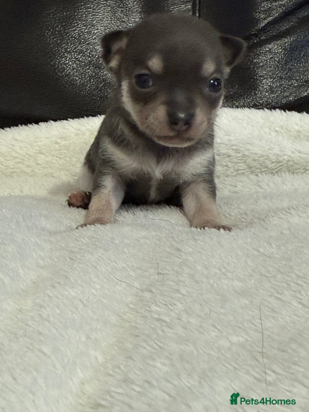 Chihuahua dogs for sale: Chihuahua Puppies - Image 3