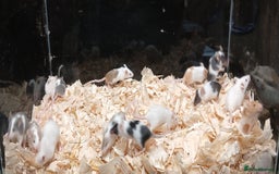 Mouse rodents for sale: Baby Female Fancy Pet Mice - Image 3