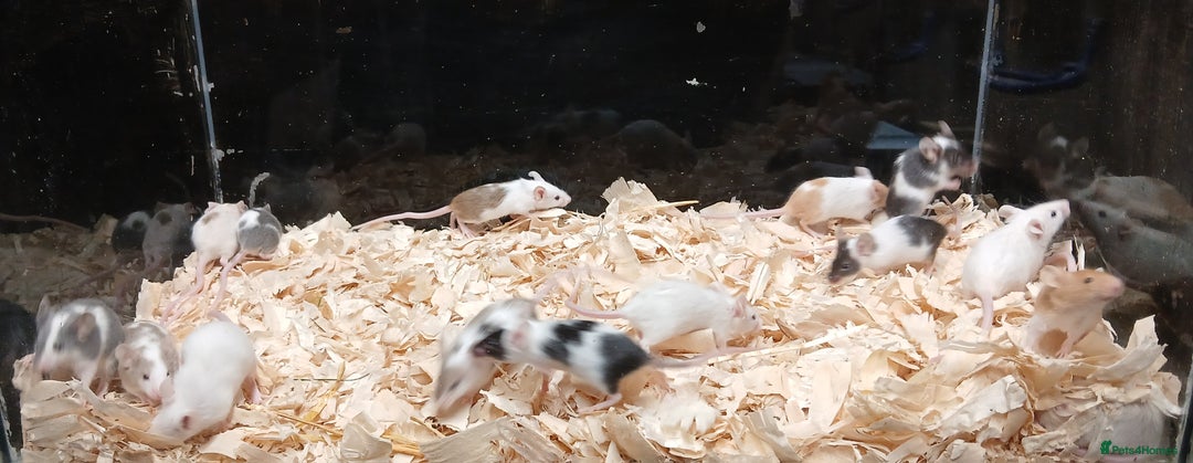 Mouse rodents for sale: Baby Female Fancy Pet Mice - Image 3