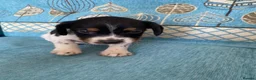 Bocker dogs for sale: Beautiful Beagle x cocker spaniel puppies  - Advert 18
