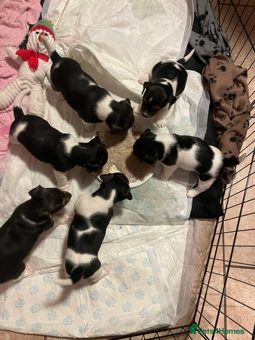Jack Russell dogs for sale: Beautiful Tri-coloured Jack Russell  - Advert 2