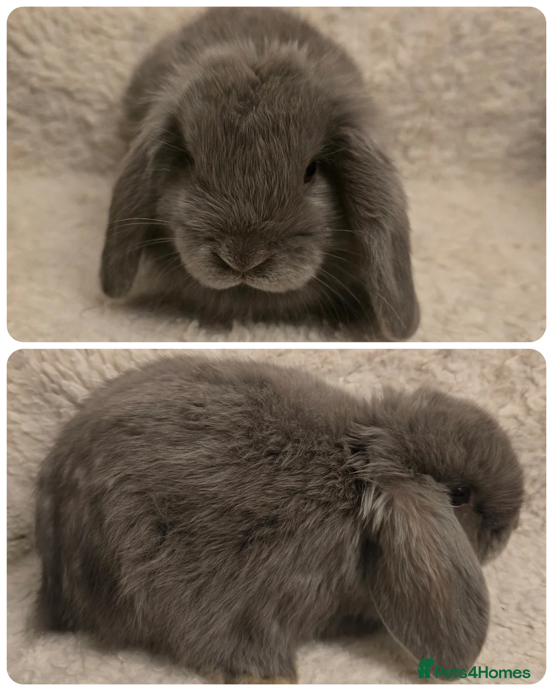 Mini Lop rabbits for sale: Mini lops - Advert 4