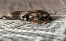 Miniature Dachshund dogs for sale: KC Longhaired Miniature Dachshunds  - Image 32