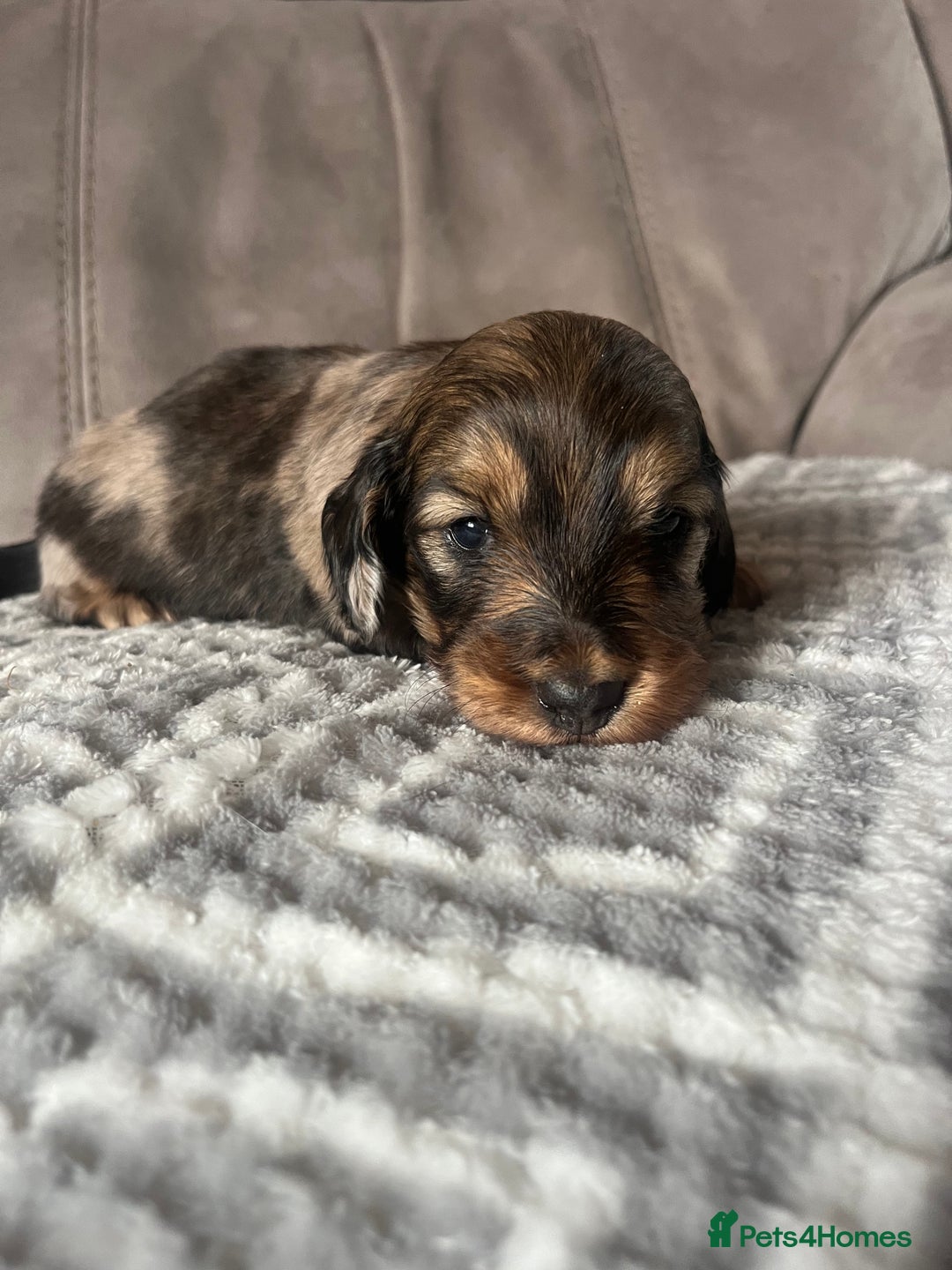 Miniature Dachshund dogs for sale: KC Longhaired Miniature Dachshunds  - Image 32