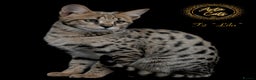 Savannah cats for sale: Stunning F2 Savannah girls - Advert 11
