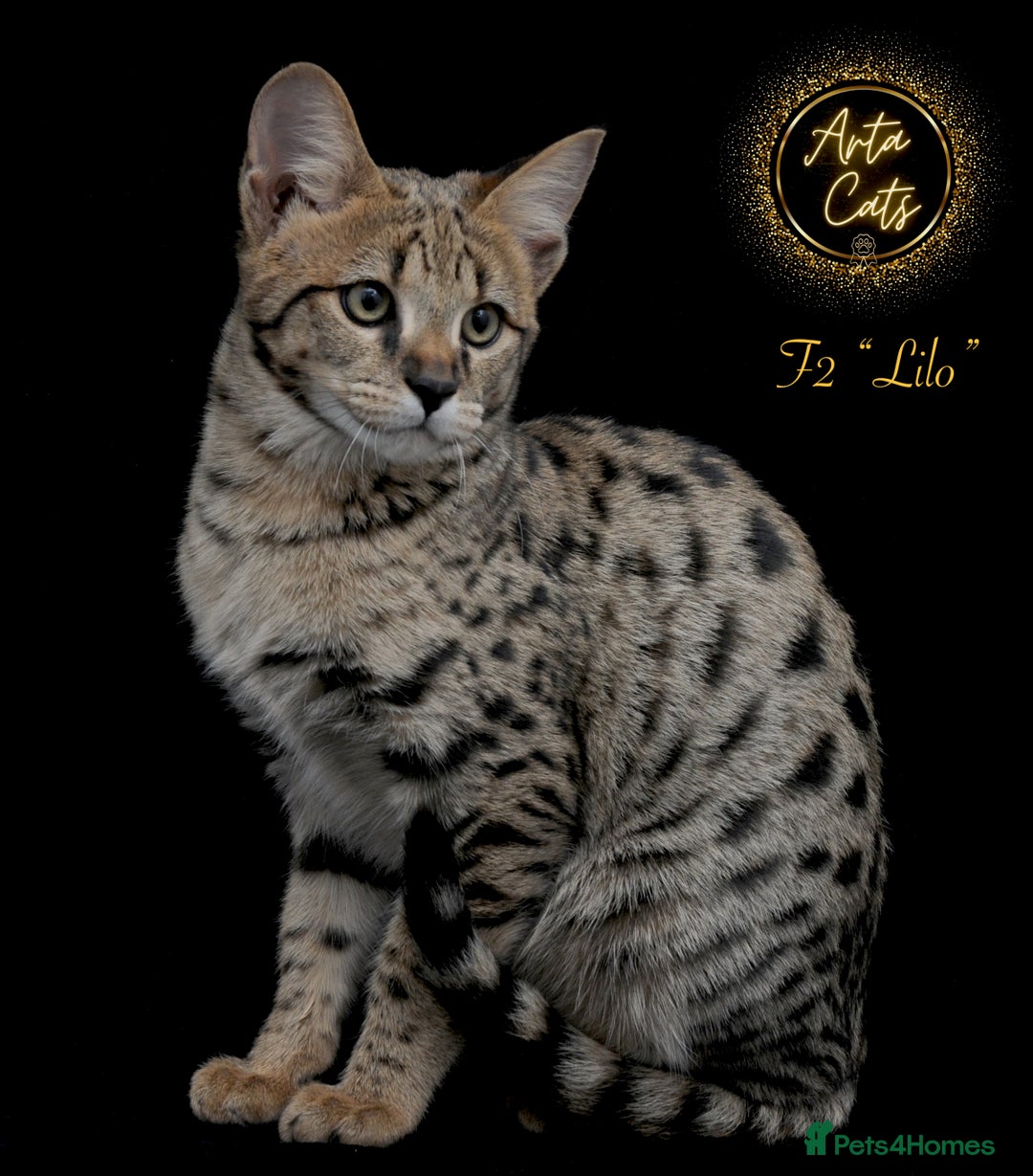 Savannah cats for sale: Stunning F2 Savannah girls - Advert 11