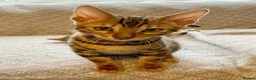 Bengal cats for sale: Stunning Bengal kittens for sale - Advert 2
