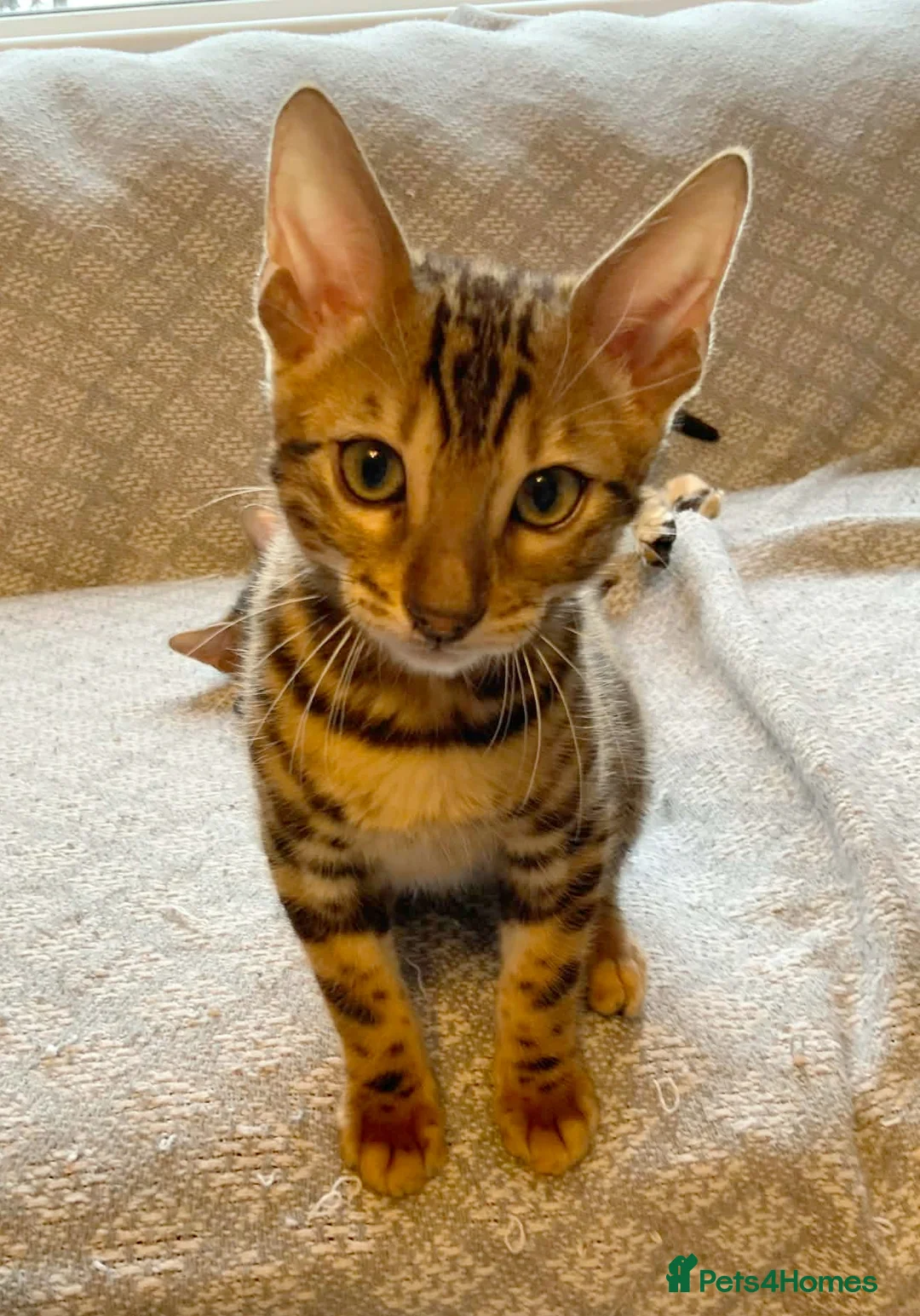Bengal cats for sale: Stunning Bengal kittens for sale - Advert 2