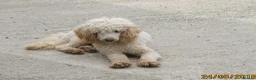 Labradoodle dogs for sale: GOLDEN MINIATURE LABRADOODLE  5* LICENCED BREEDER. - Advert 2