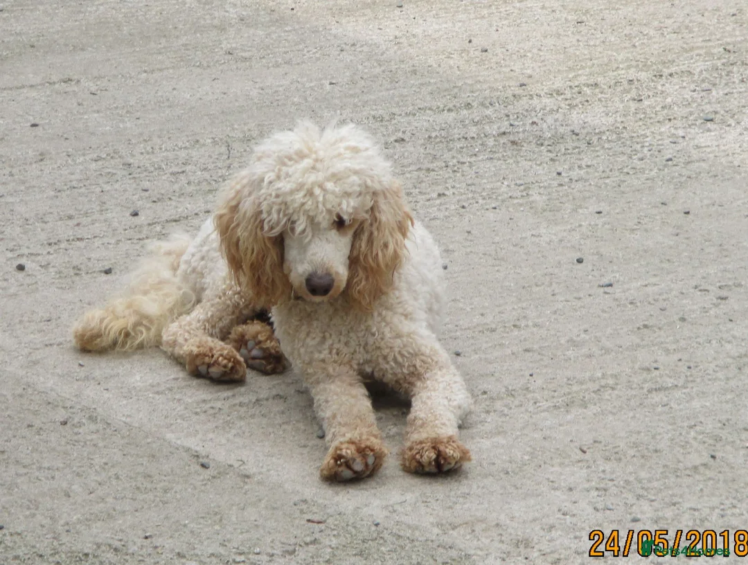 Labradoodle dogs for sale: GOLDEN MINIATURE LABRADOODLE  5* LICENCED BREEDER. - Advert 2