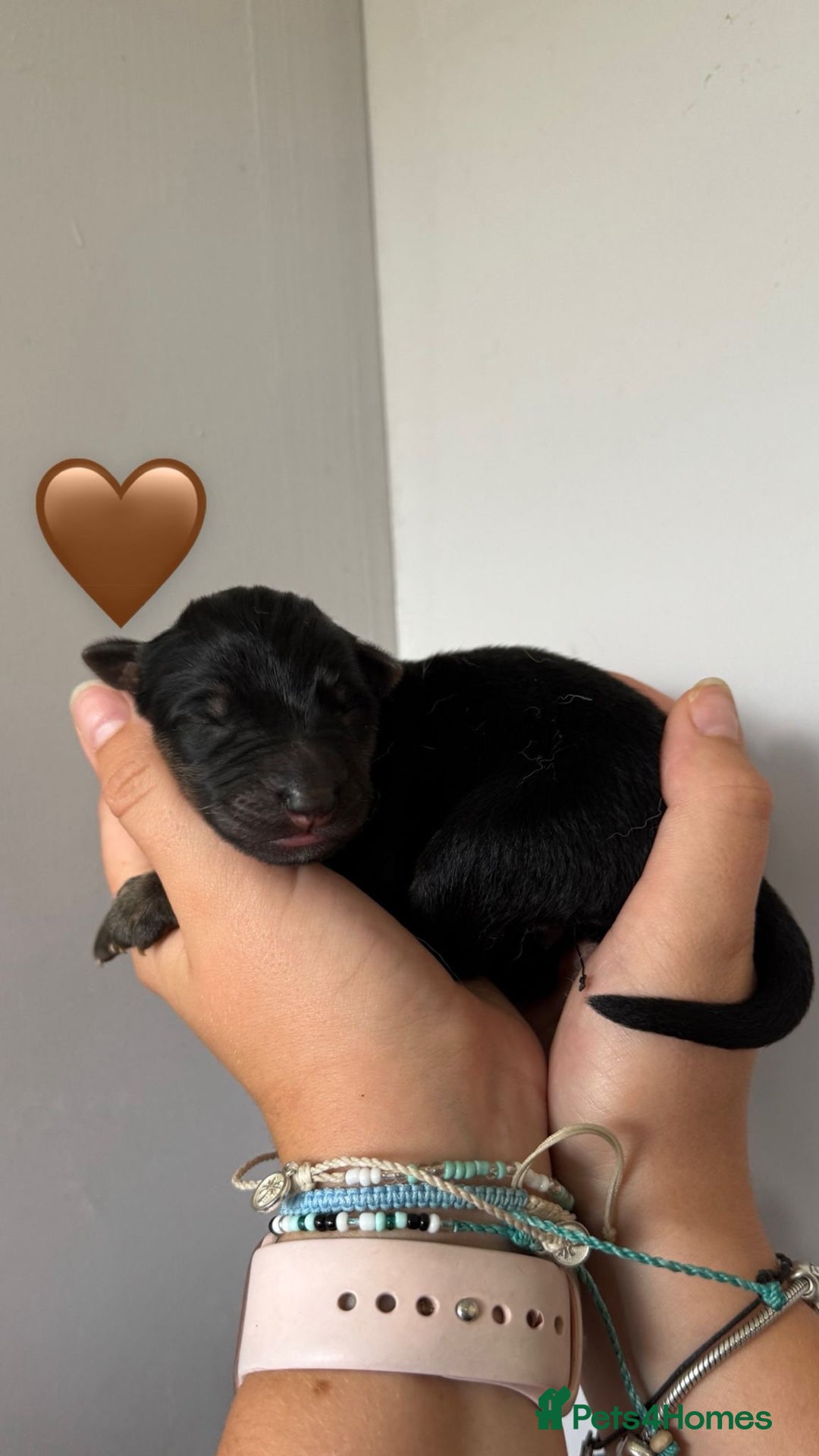 German Shepherd dogs for sale: Stunning German Shepherd/Utonagan Puppies  - Image 17