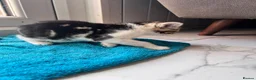 Mixed Breed cats for sale: Beautiful kitten  - Advert 17