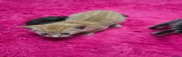 Mixed Breed cats for sale: Beautifull kittens ready to go  - Advert 5