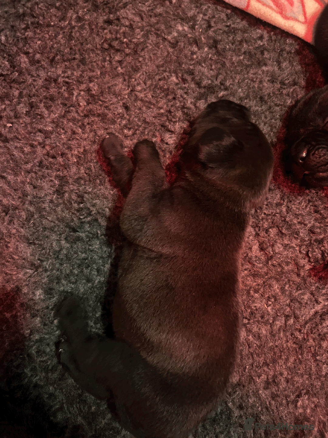 Mixed Breed dogs for sale: Staffordshire Labrador Cross - Image 7