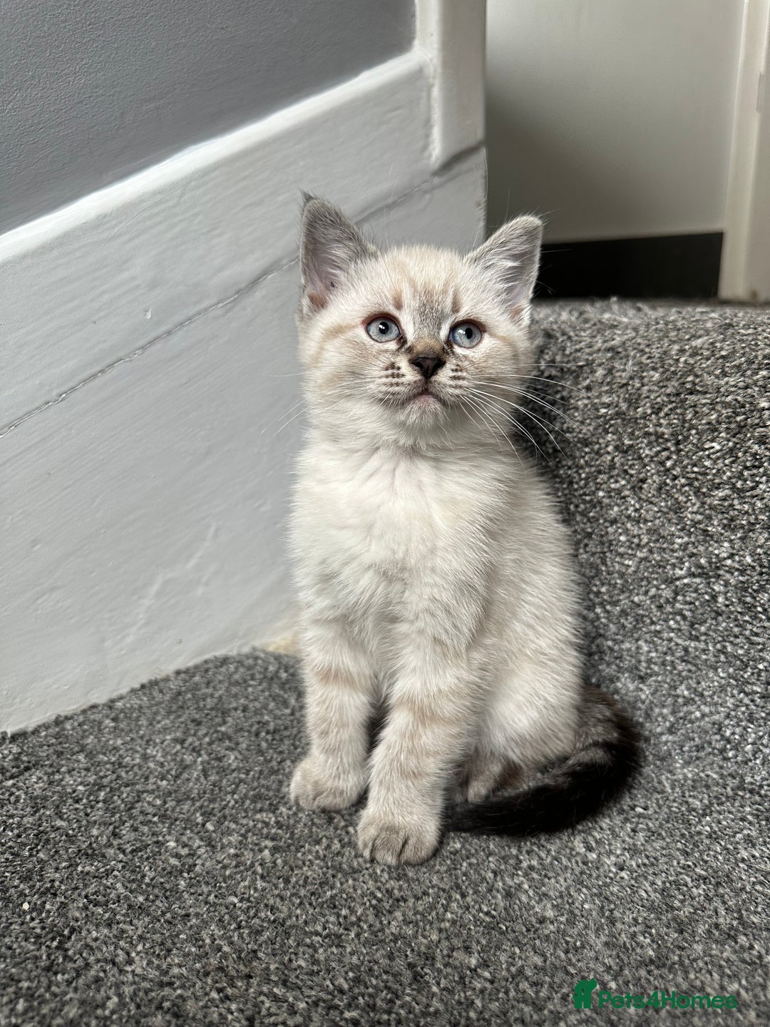 Mixed Breed cats for sale: ✨Meet Our Beautiful Bengal Mix Girls!✨ - Advert 15