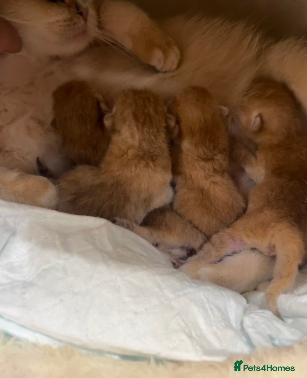 British Shorthair cats for sale: *1Left* GCCF Registered Champion line Golden BSH - Advert 10