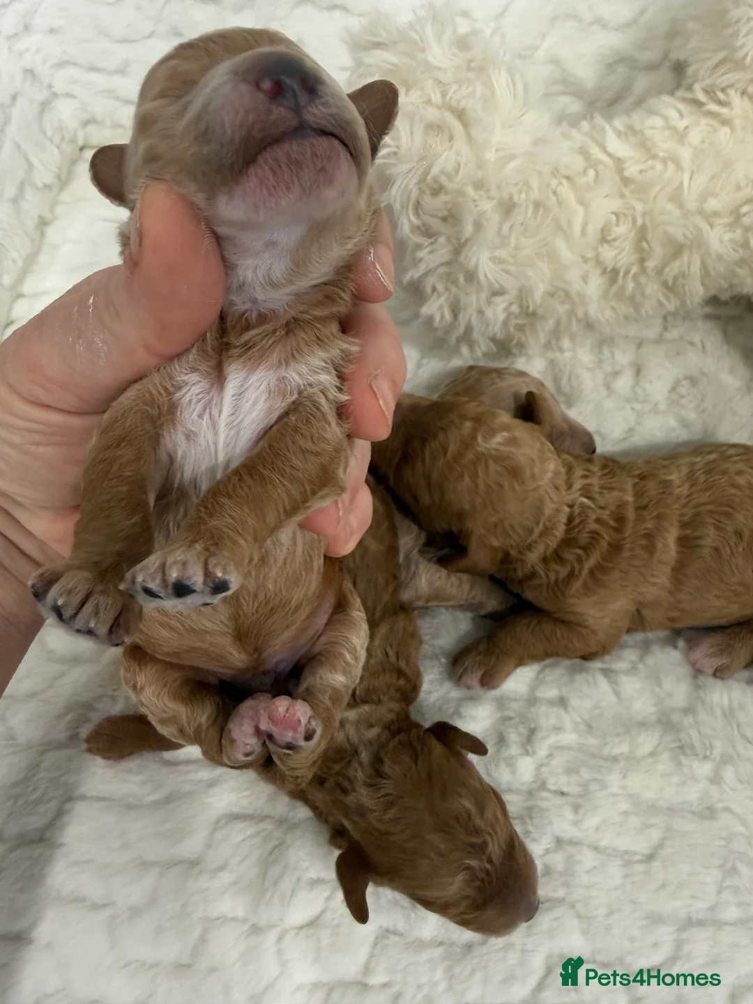 Miniature Poodle dogs for sale: 4 beautiful abstract boys available.  - Advert 9