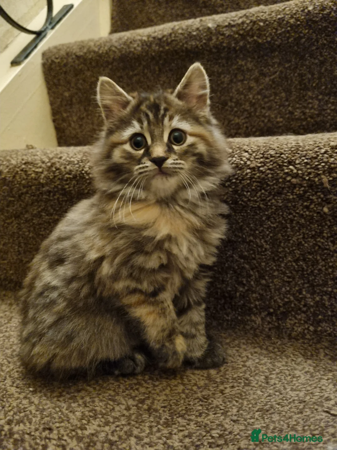 Maine Coon cats for sale: Gorgeous Maine Coon Cross BSH Kittens for Sale - Advert 9