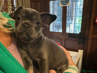 French Bulldog dogs Chunky french bulldog - Advert 14