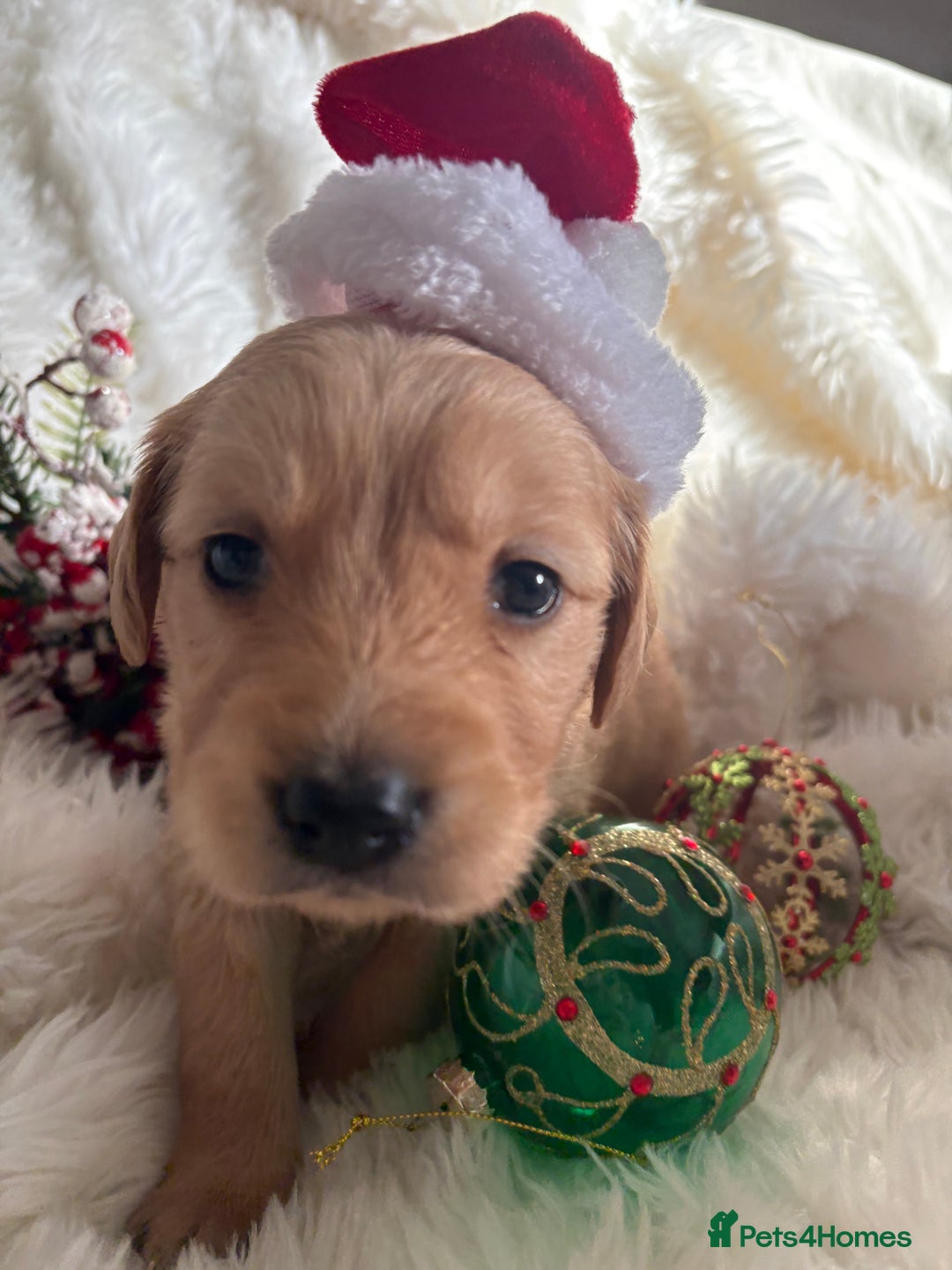 Golden Retriever dogs for sale: Sold sold sold sold sold  - Advert 29