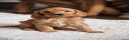 Cockapoo dogs for sale: Deep red F1b miniature Cockapoo girls  in Grantham - Advert 5