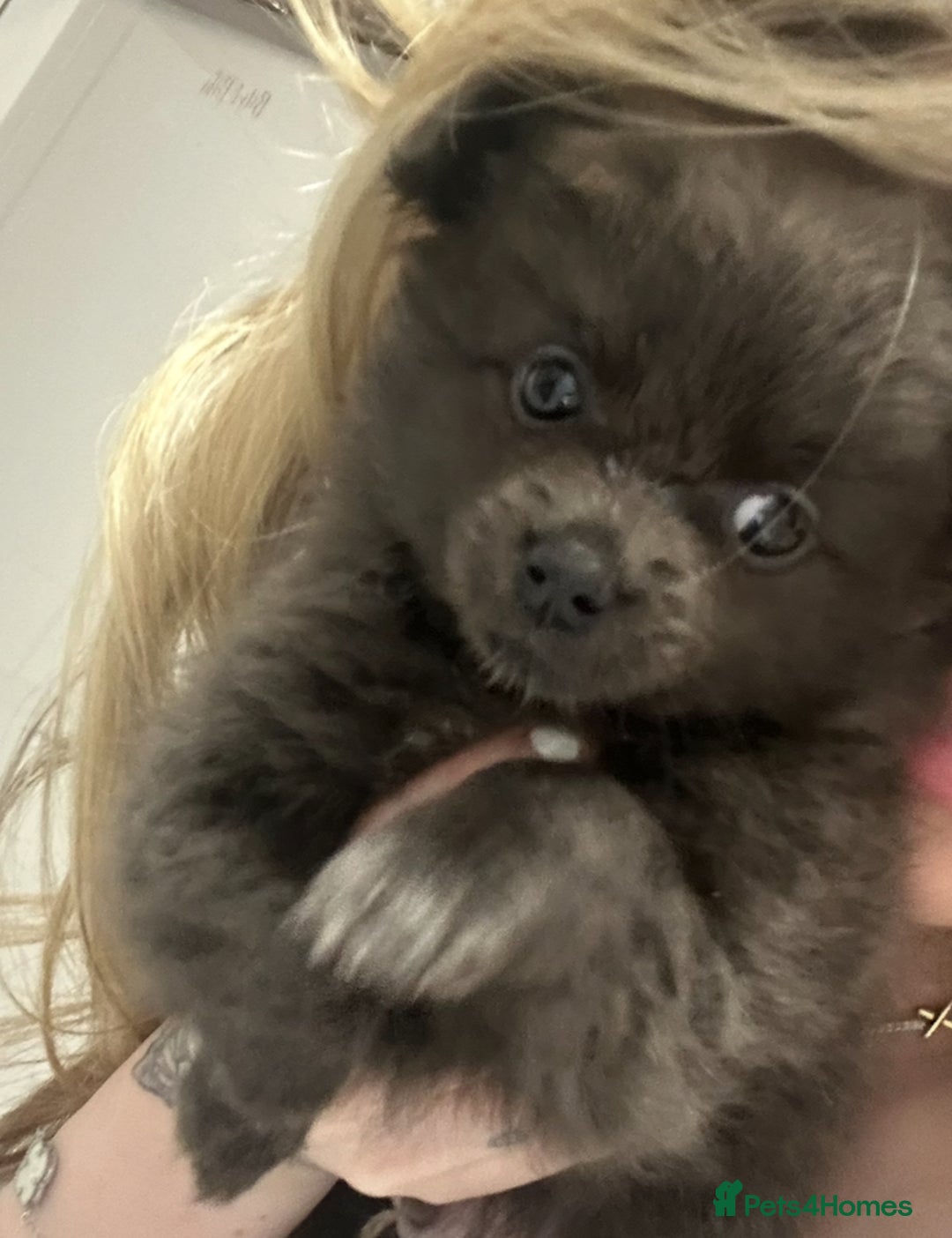 Pomeranian dogs for sale: Adorable Fox Face Pomeranian Puppies - Ready Now - Image 9