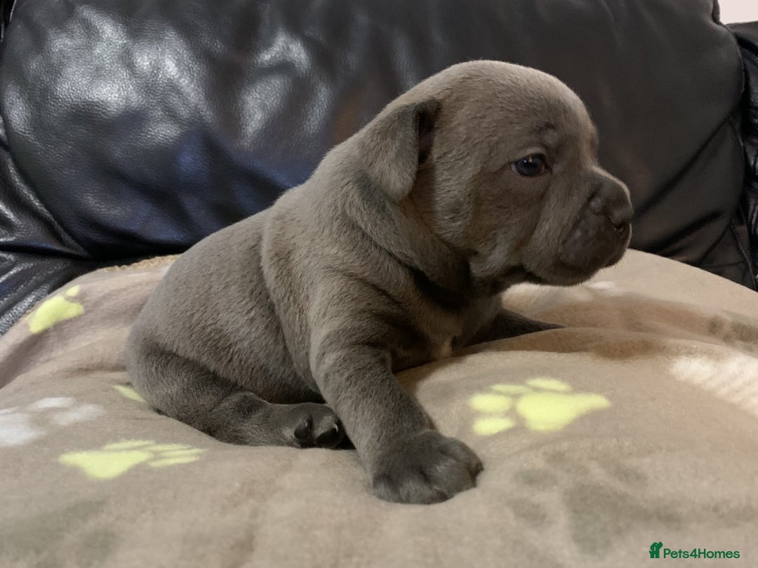 Staffordshire Bull Terrier dogs for stud: REGGIE kc PROVEN (HEALTH TESTED) Dark Blue in Wisbech - Image 9