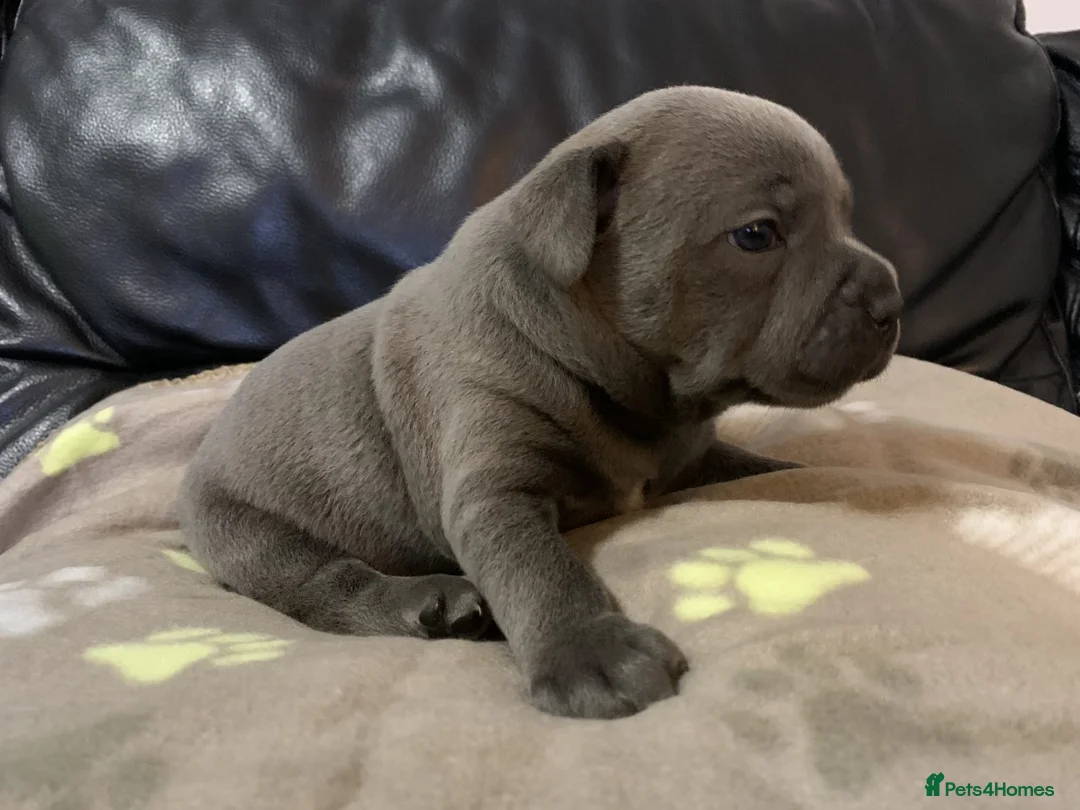 Staffordshire Bull Terrier dogs for stud: REGGIE kc PROVEN (HEALTH TESTED) Dark Blue in Wisbech - Advert 9