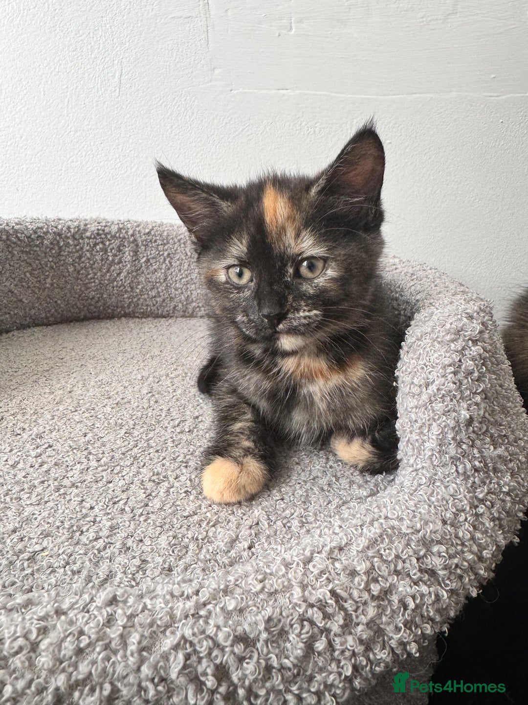 Mixed Breed cats for sale: Beautiful kitten  - Image 2