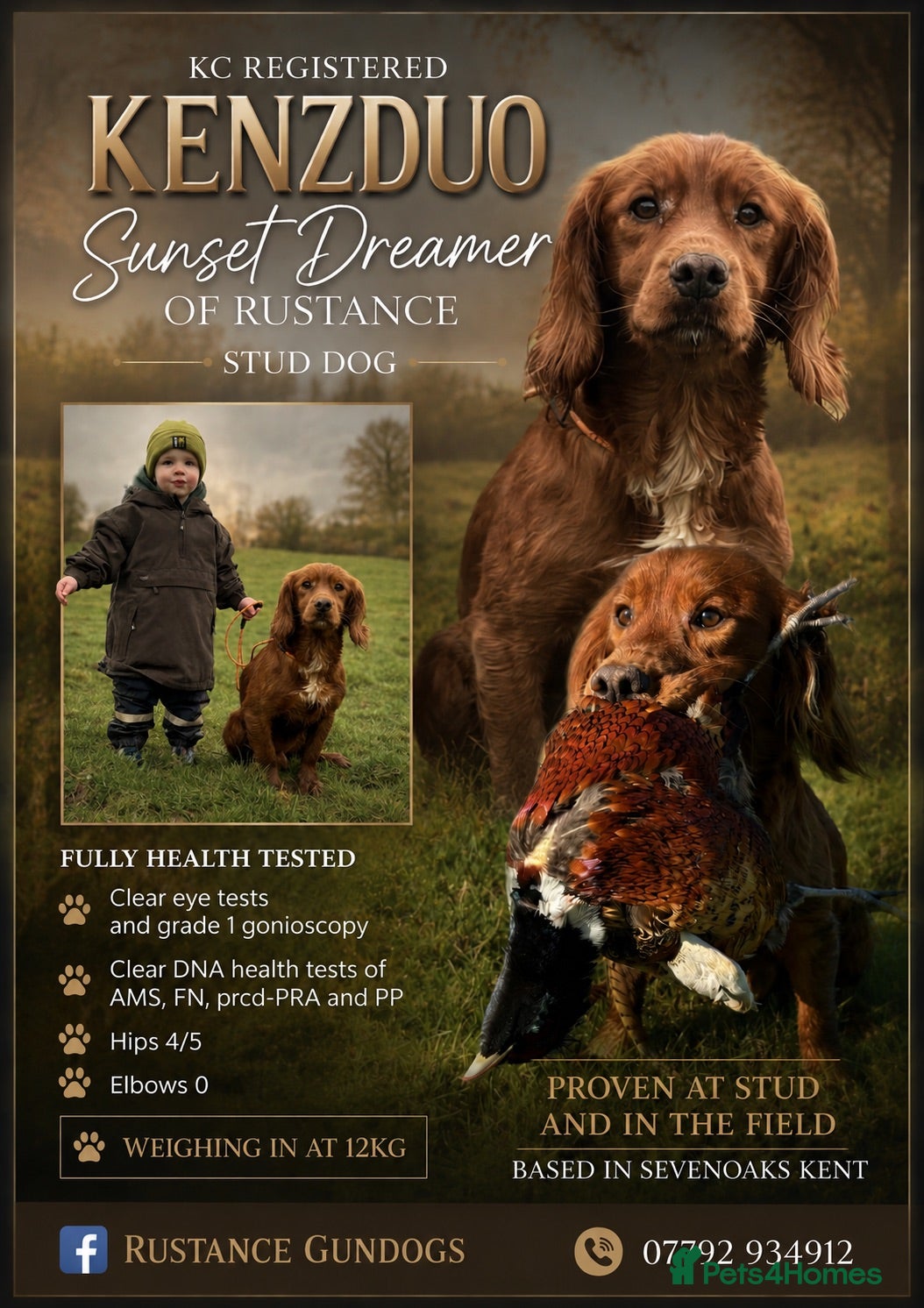 Cocker Spaniel dogs Dark red KC fully health tested working cockerstud - Advert 16