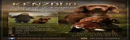 Cocker Spaniel dogs for stud: Dark red KC fully health tested working cockerstud - Advert 1