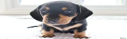 Miniature Dachshund dogs for sale: Miniature Black & Tan Dachshund 2 boys 1 girl - Advert 11