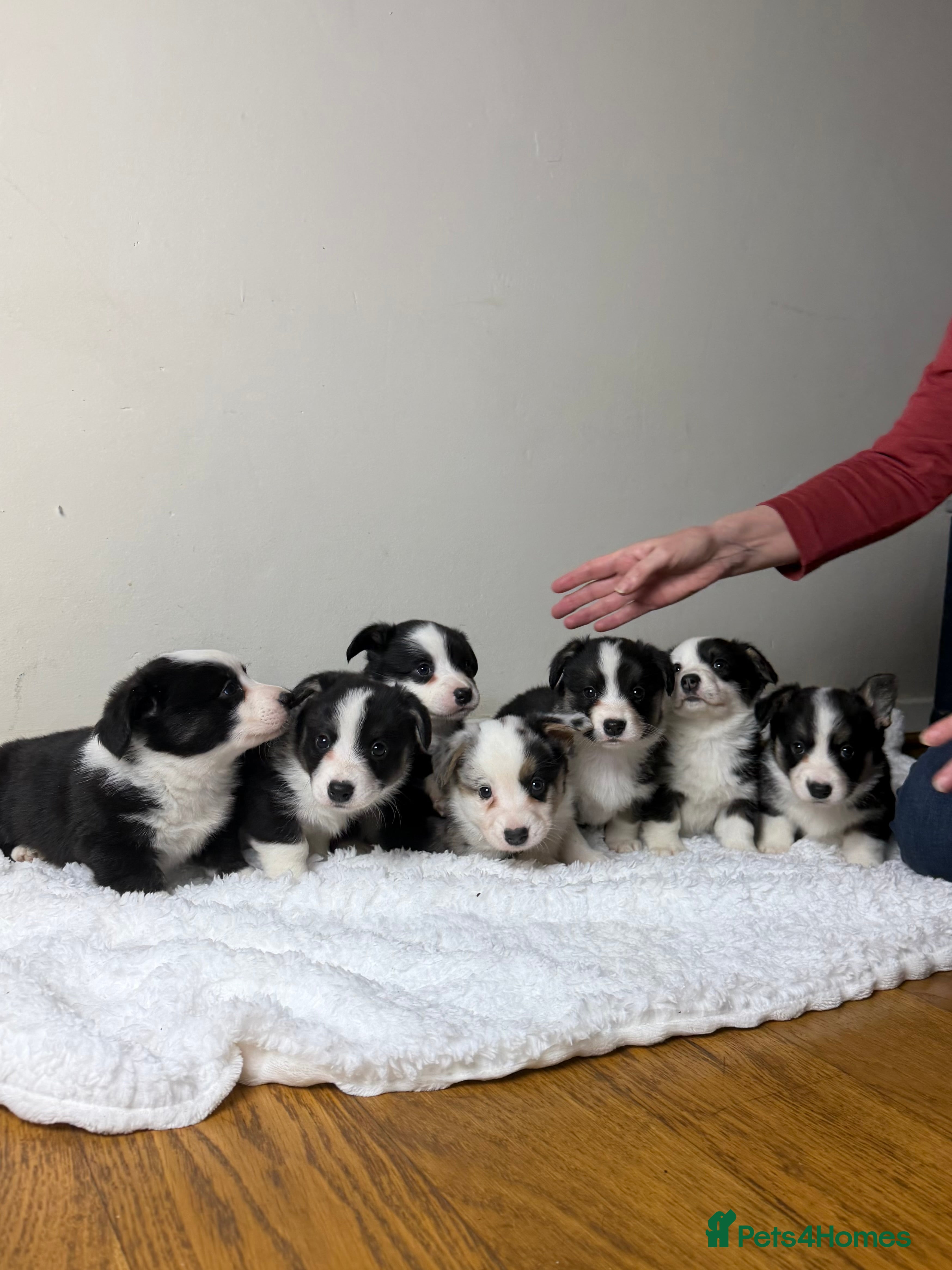 Welsh Corgi Cardigan dogs Beautiful Cardiganshire Corgi Pups ⭐️ - Advert 14