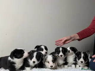 Welsh Corgi Cardigan dogs Beautiful Cardiganshire Corgi Pups ⭐️ - Advert 14