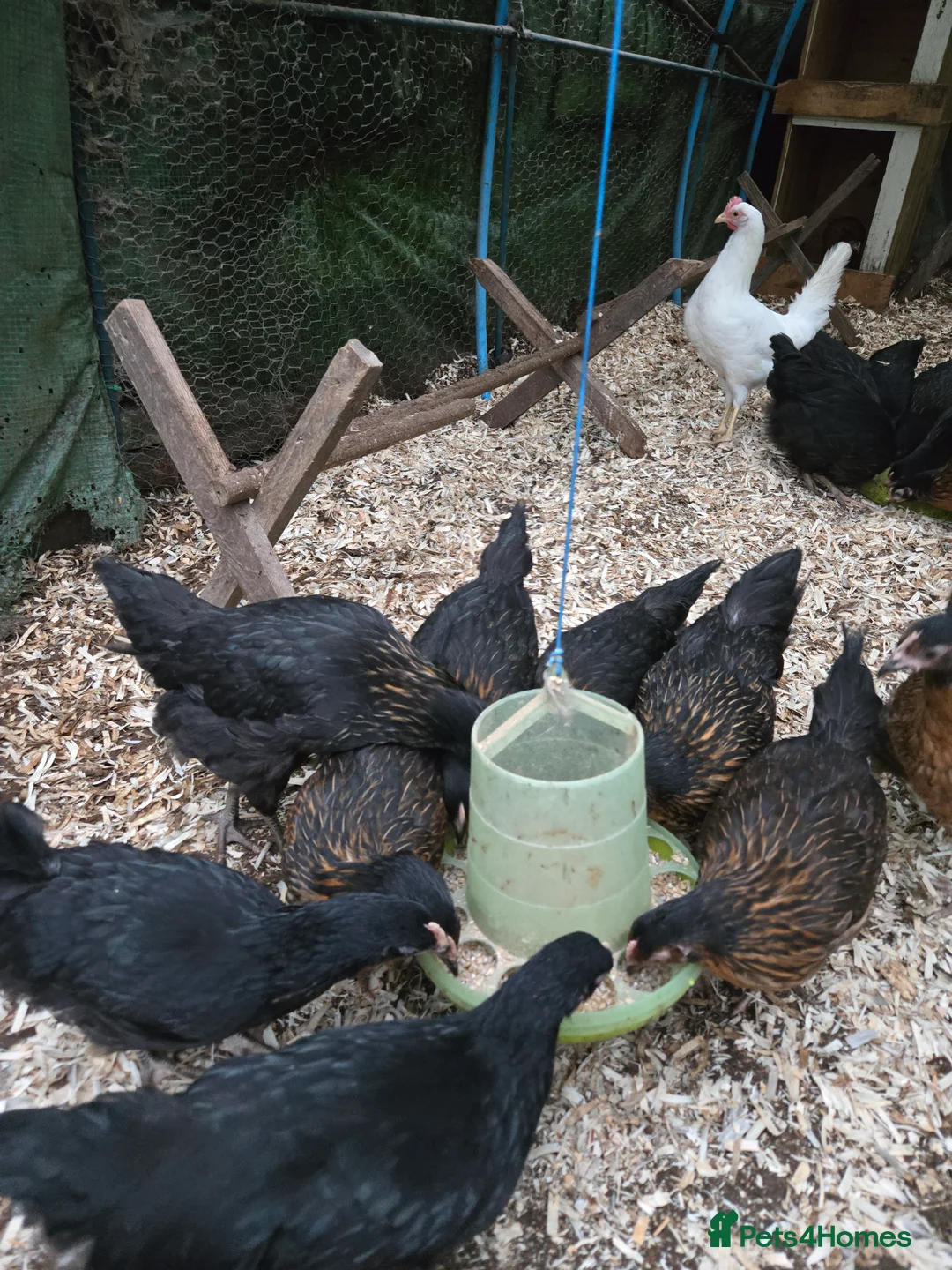 Chickens poultry for sale: Blackrocks chickens  - Advert 2