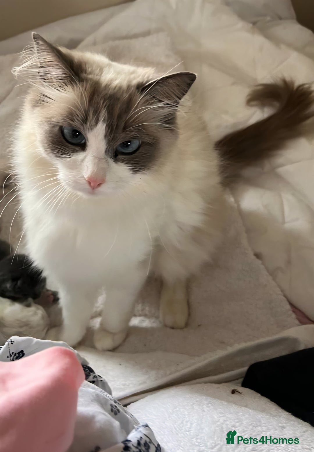 Ragdoll cats for sale: Ragdoll kittens - Image 2